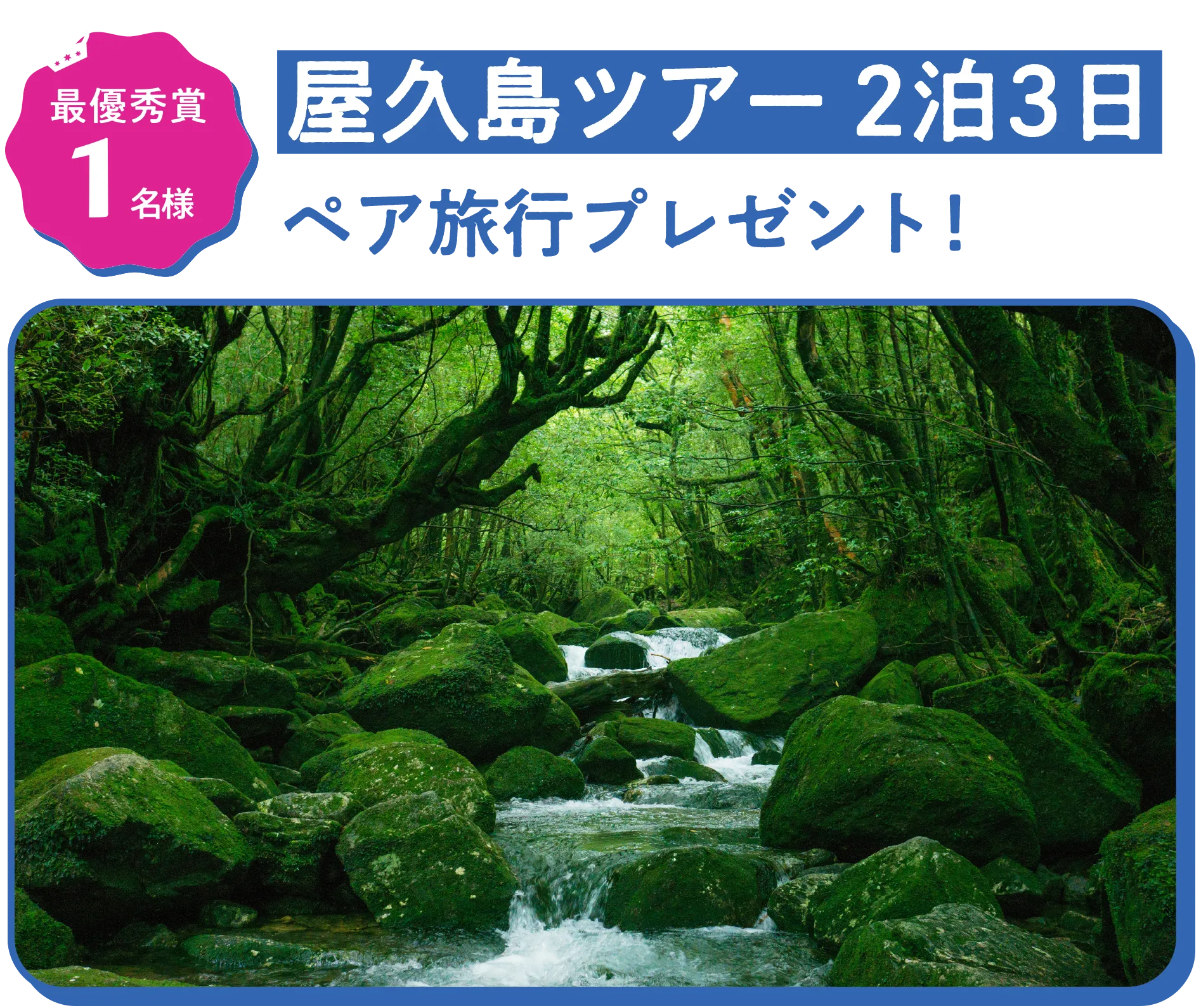 最優秀賞1名様 屋久島ツアー2泊3日 ペア旅行プレゼント！